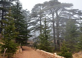 qadisha valley bcharre cedars
